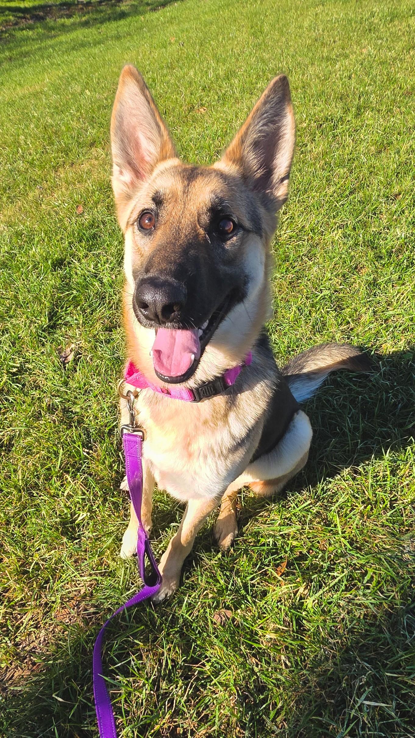 Enlarge Nevaeh, a ADOPTABLE German Shepherd Dog in Shepherdsville, KY image 2/6