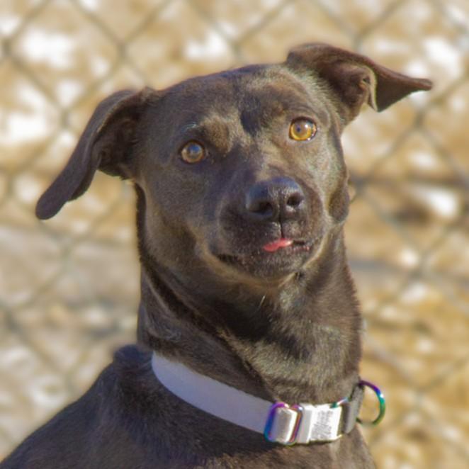 Melli, ADOPTABLE, Adult Female Terrier.