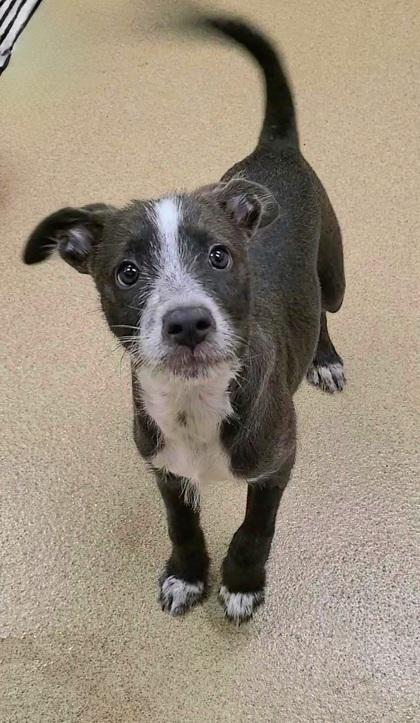 Enlarge Bruce, a Adoptable mixed breed in Phoenix, AZ image 1/3