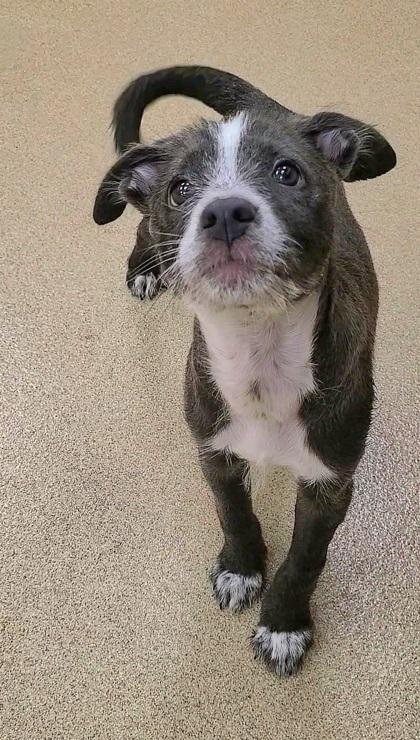 Enlarge Bruce, a Adoptable mixed breed in Phoenix, AZ image 2/3
