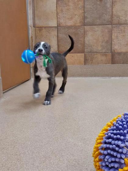 Enlarge Bruce, a Adoptable mixed breed in Phoenix, AZ image 3/3