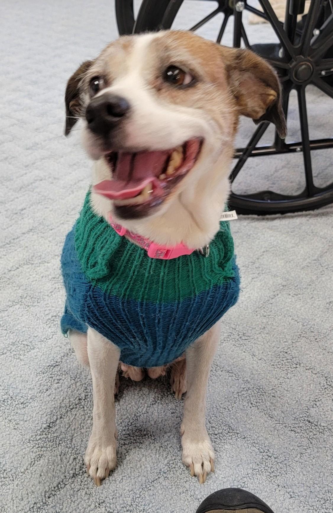 Enlarge Cookie, a ADOPTABLE mixed breed in Chappell, NE image 1/1