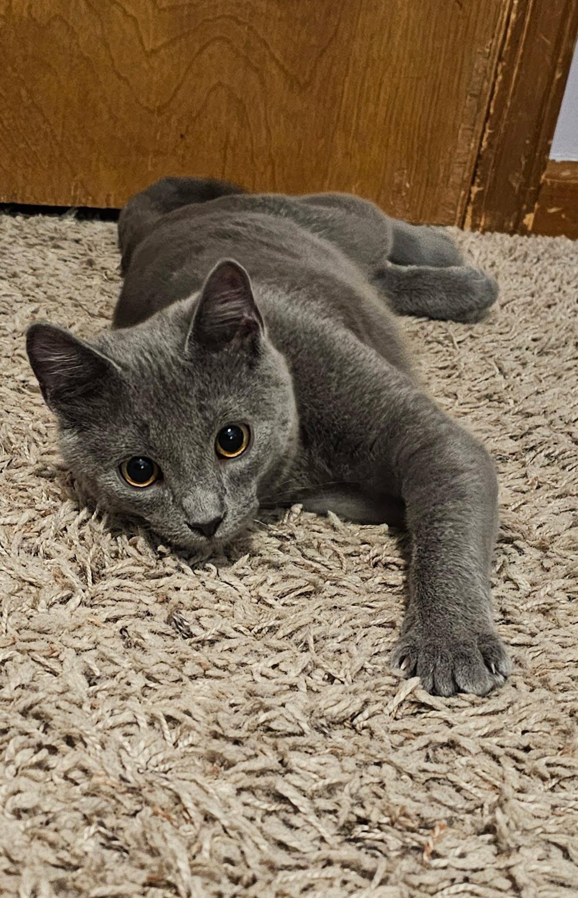 Nemo, ADOPTABLE, Young Male Domestic Short Hair.