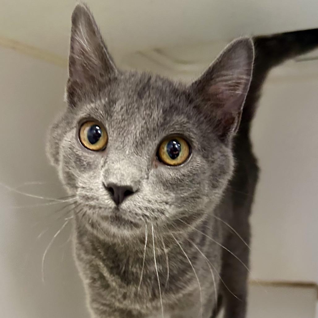 Enlarge Nemo, a ADOPTABLE Domestic Short Hair in Columbia, MO image 2/4