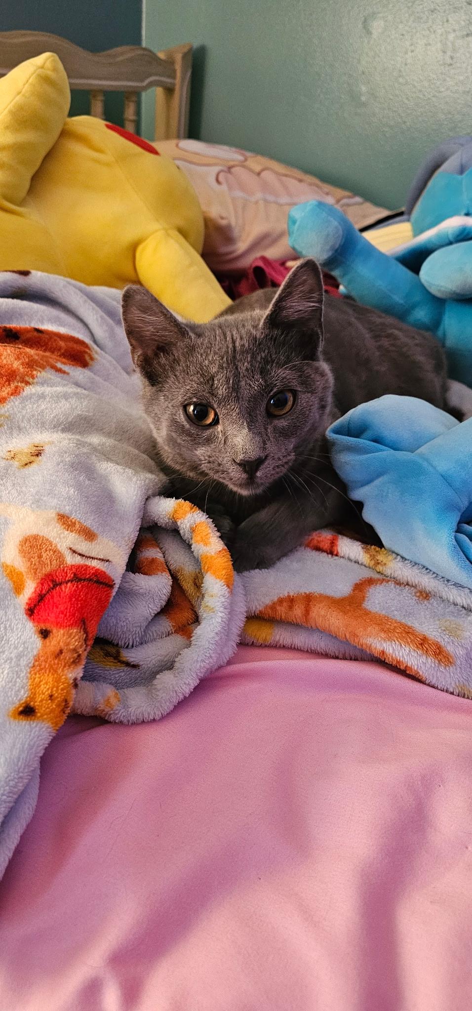 Enlarge Nemo, a ADOPTABLE Domestic Short Hair in Columbia, MO image 3/4