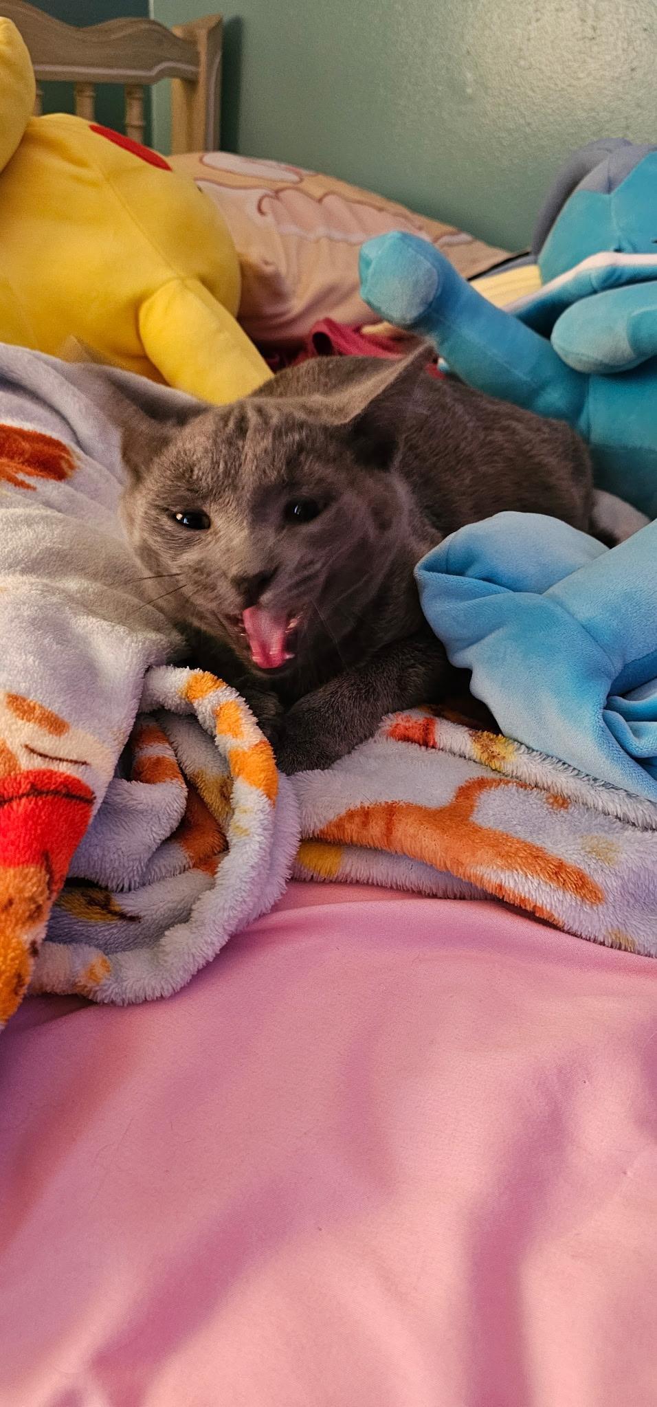 Enlarge Nemo, a ADOPTABLE Domestic Short Hair in Columbia, MO image 4/4