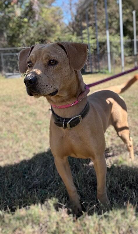 Colt, Adoptable, Young Male Labrador Retriever & Mixed Breed.