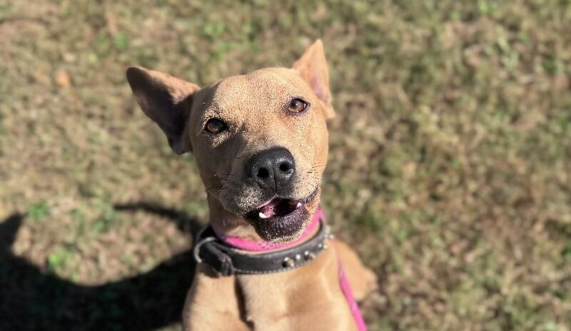 Enlarge Colt, a Adoptable mixed breed in Disputanta, VA image 2/3