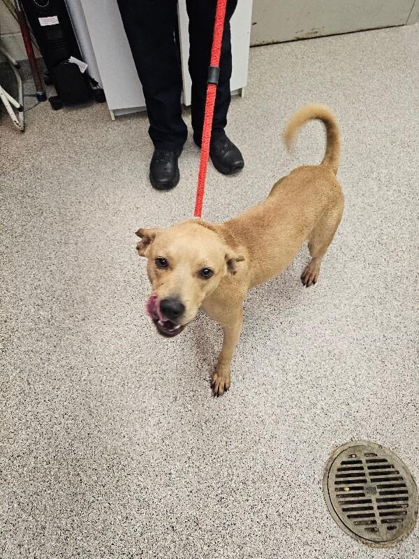 Enlarge Colt, a Adoptable mixed breed in Disputanta, VA image 3/3