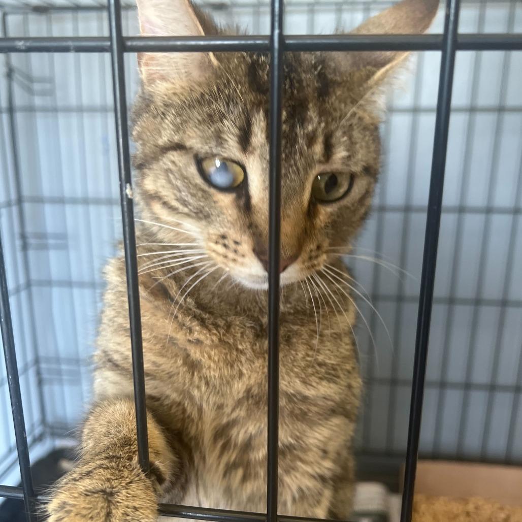 Enlarge Opal, a Adoptable Domestic Short Hair in Fairfax Station, VA image 2/2