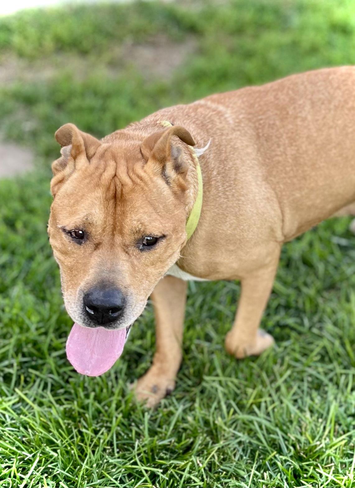 Steeler — thumbnail 2