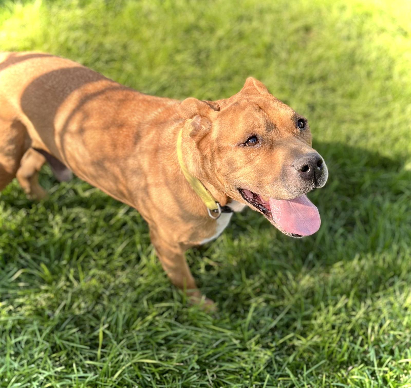 Steeler — thumbnail 3