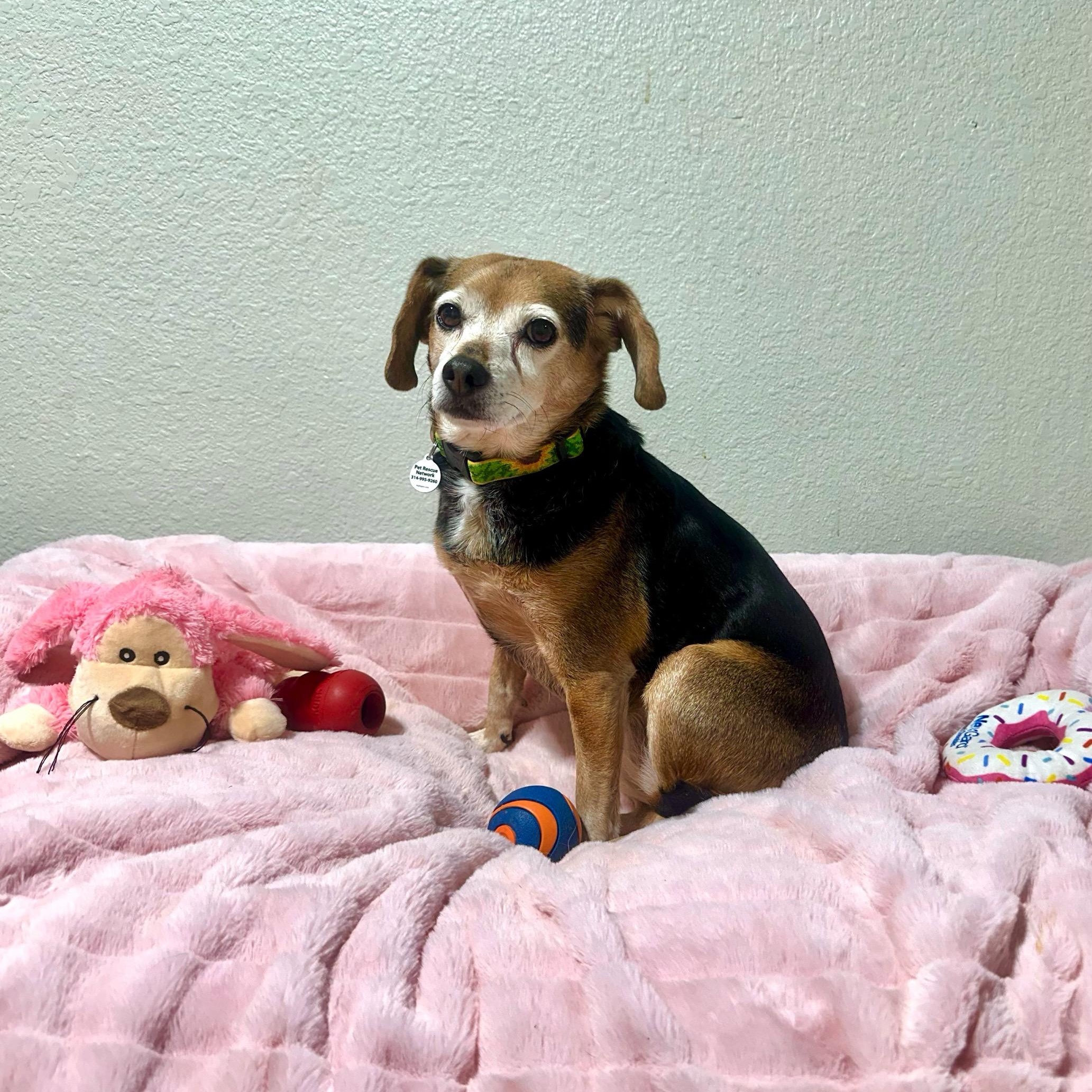 Enlarge Paisley, a ADOPTABLE mixed breed in High Ridge, MO image 3/6