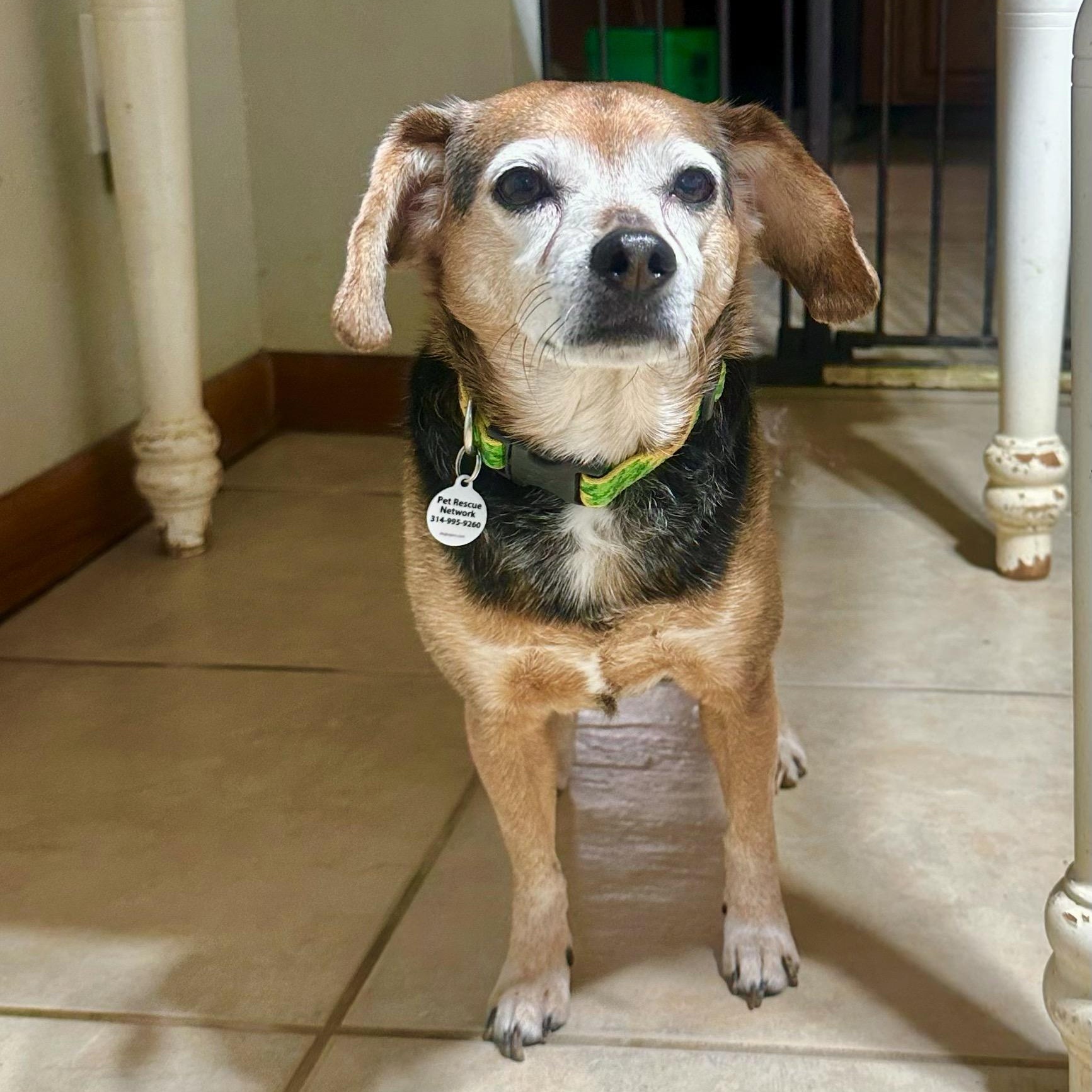 Enlarge Paisley, a ADOPTABLE mixed breed in High Ridge, MO image 5/6