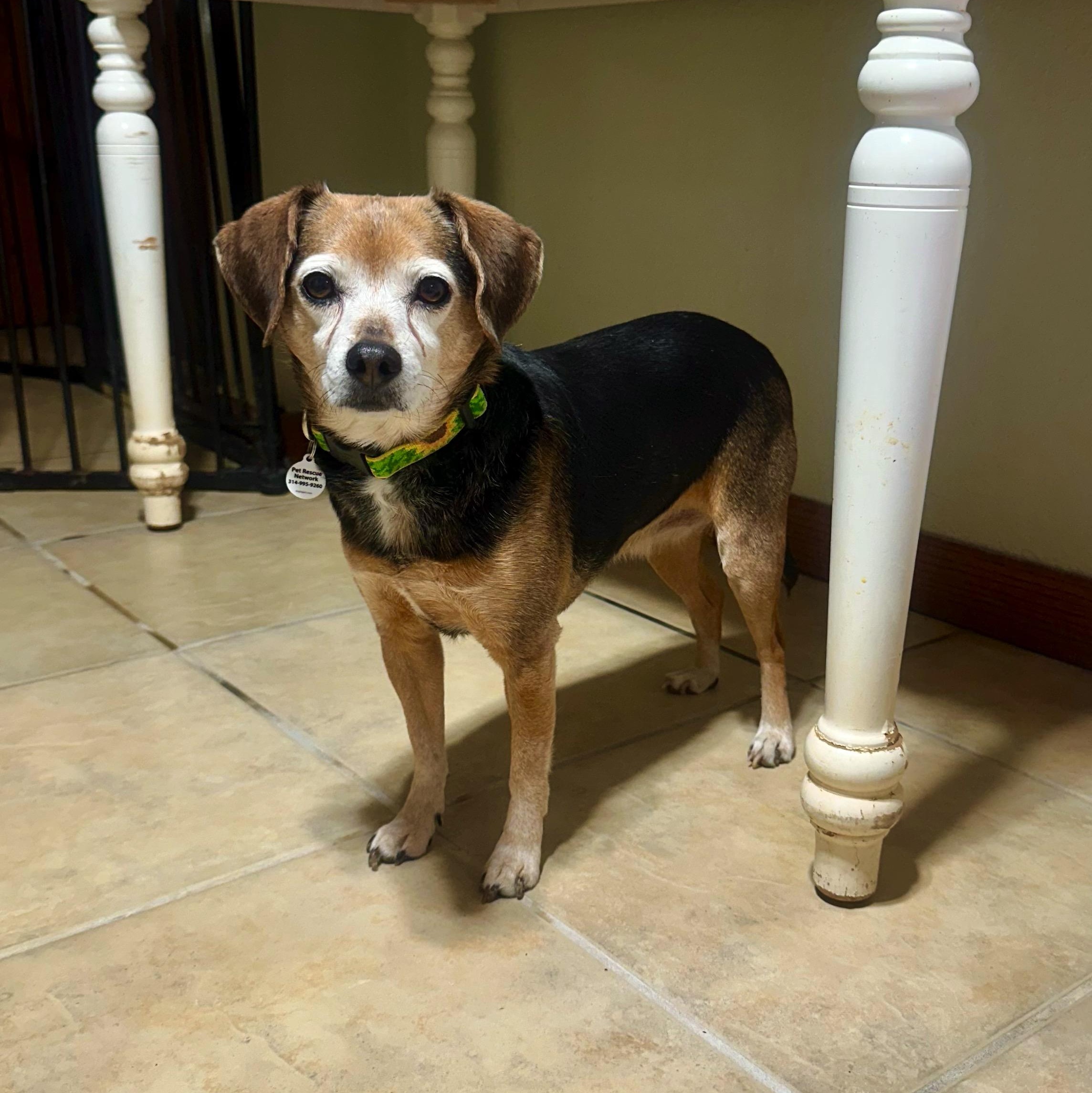 Enlarge Paisley, a ADOPTABLE mixed breed in High Ridge, MO image 6/6