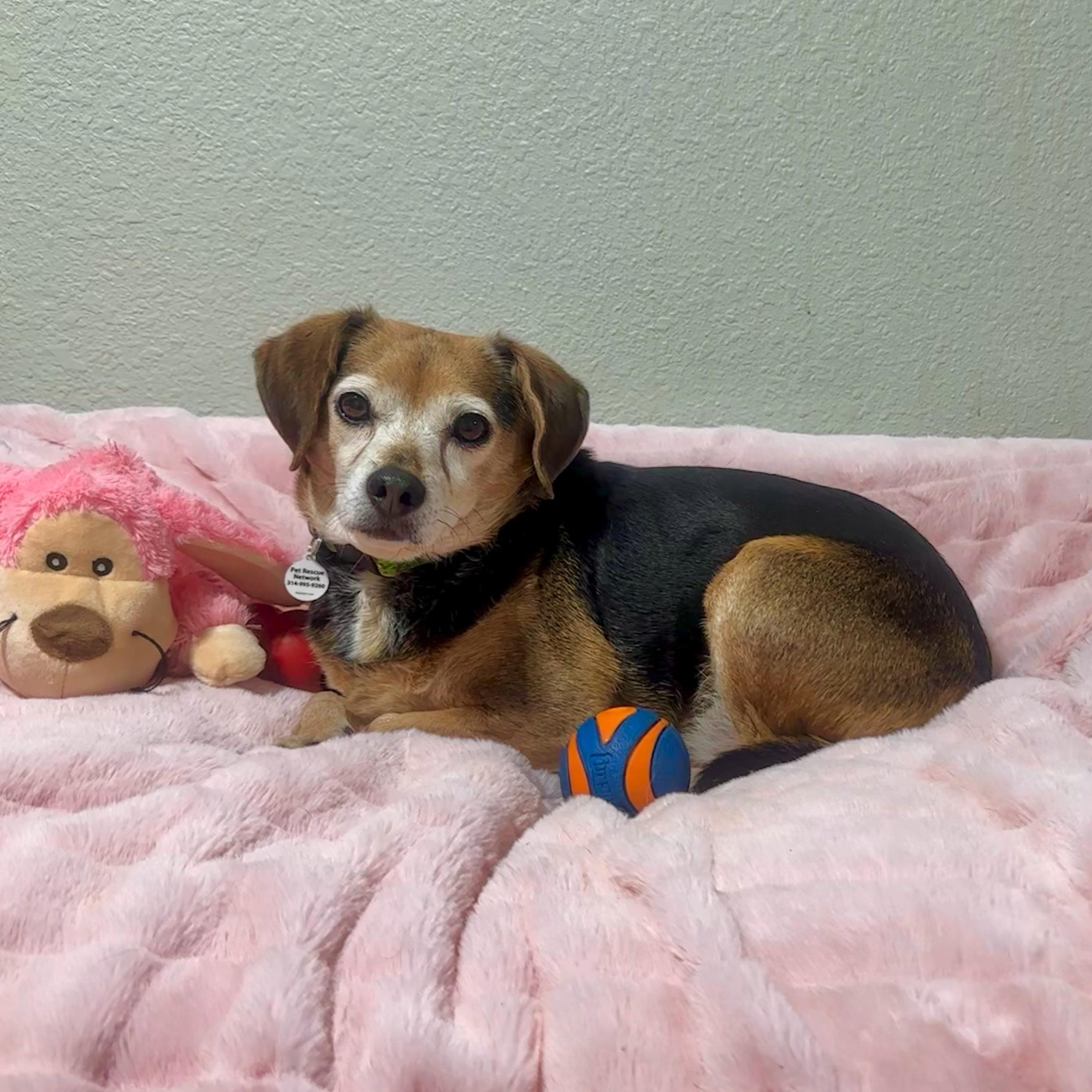 Enlarge Paisley, a ADOPTABLE mixed breed in High Ridge, MO image 4/6