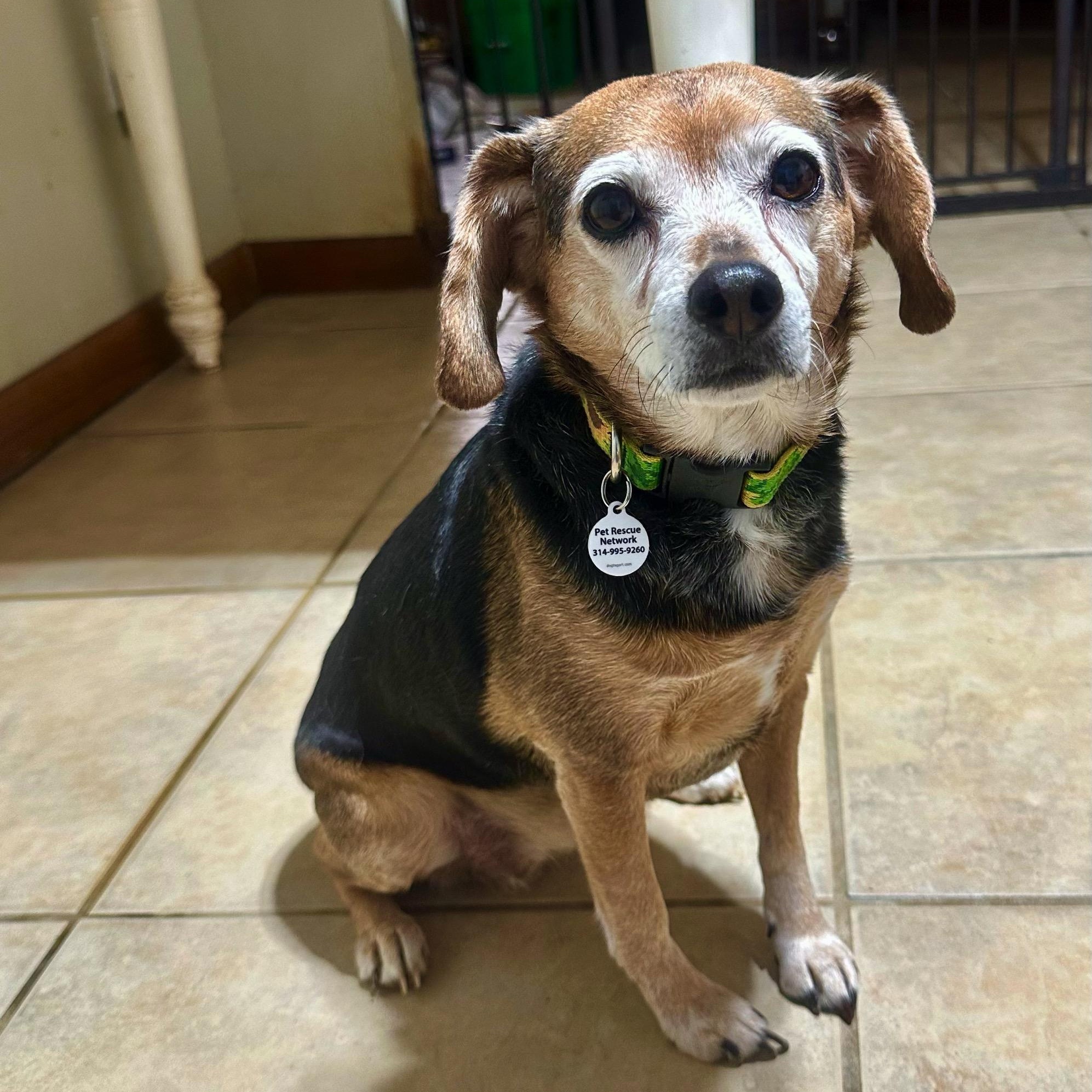 Paisley, ADOPTABLE, Adult Female Beagle.