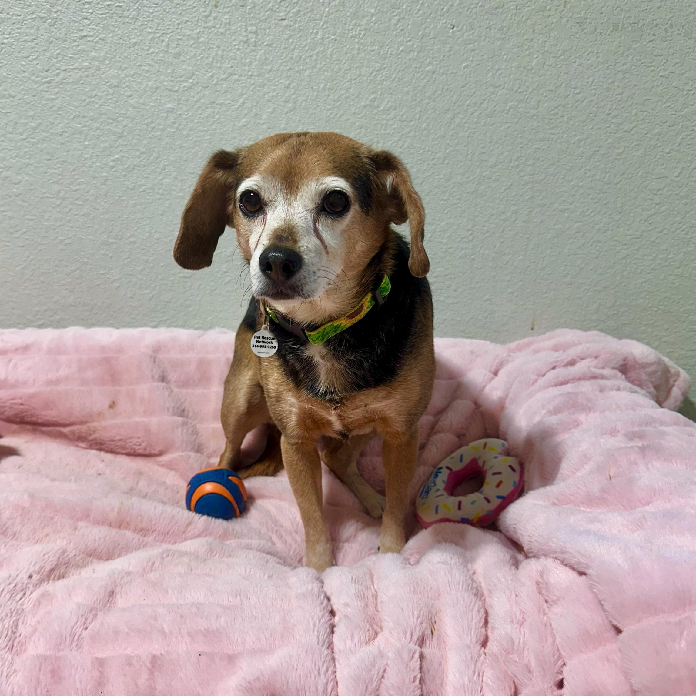 Enlarge Paisley, a ADOPTABLE mixed breed in High Ridge, MO image 2/6