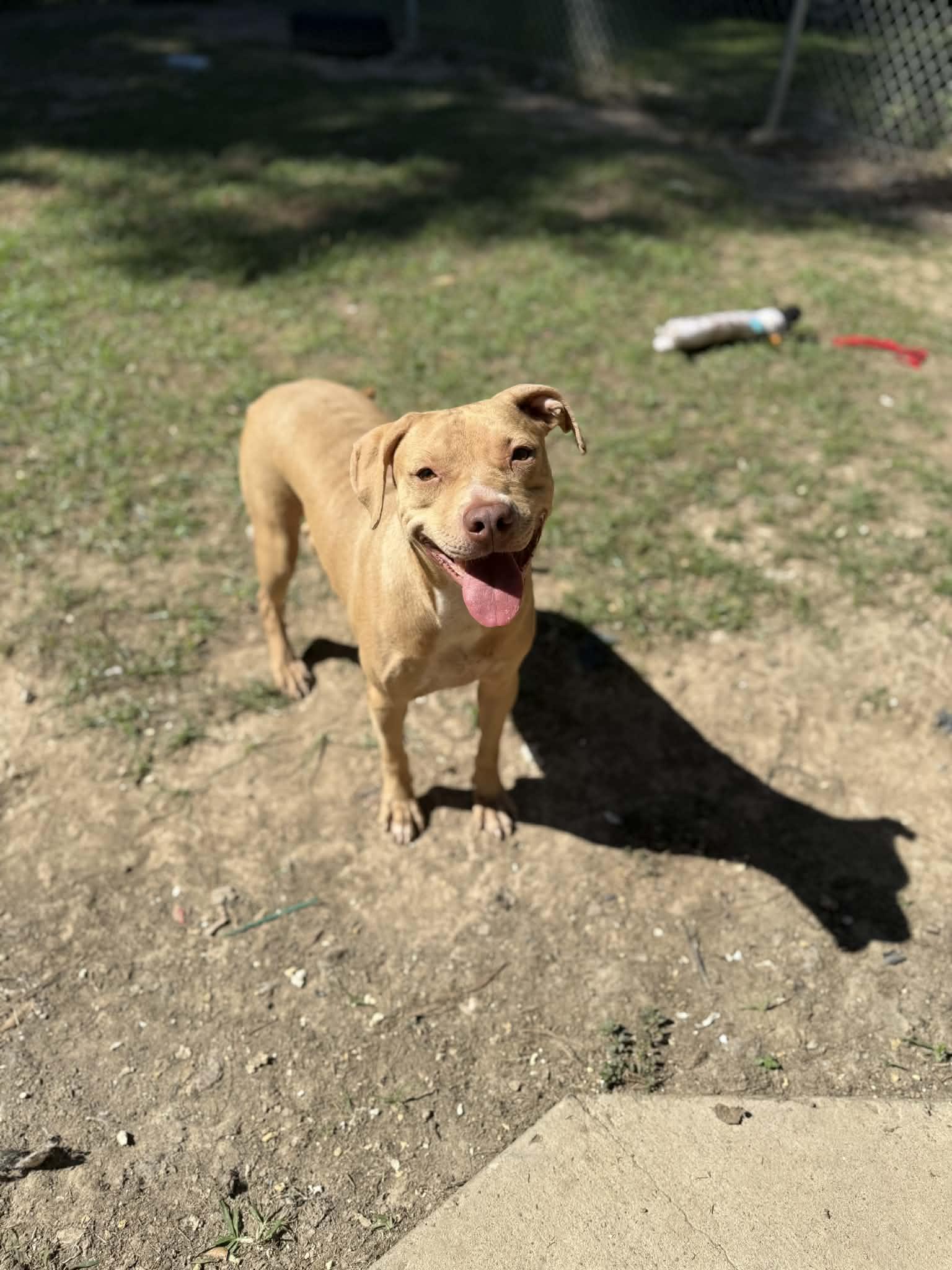 Butters, Adoptable, Young Female American Staffordshire Terrier.