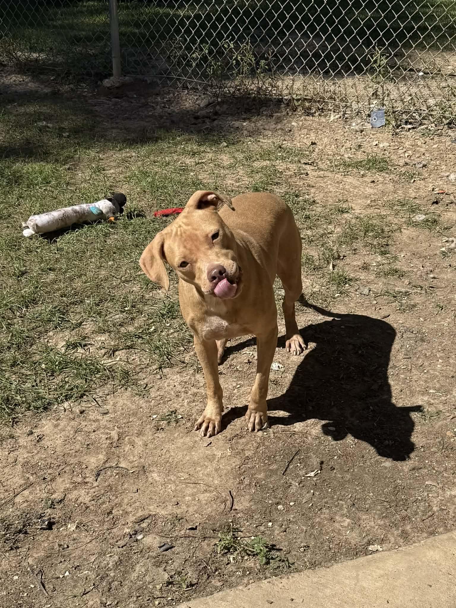 Butters, a Adoptable mixed breed in Baton Rouge, LA image 2/2