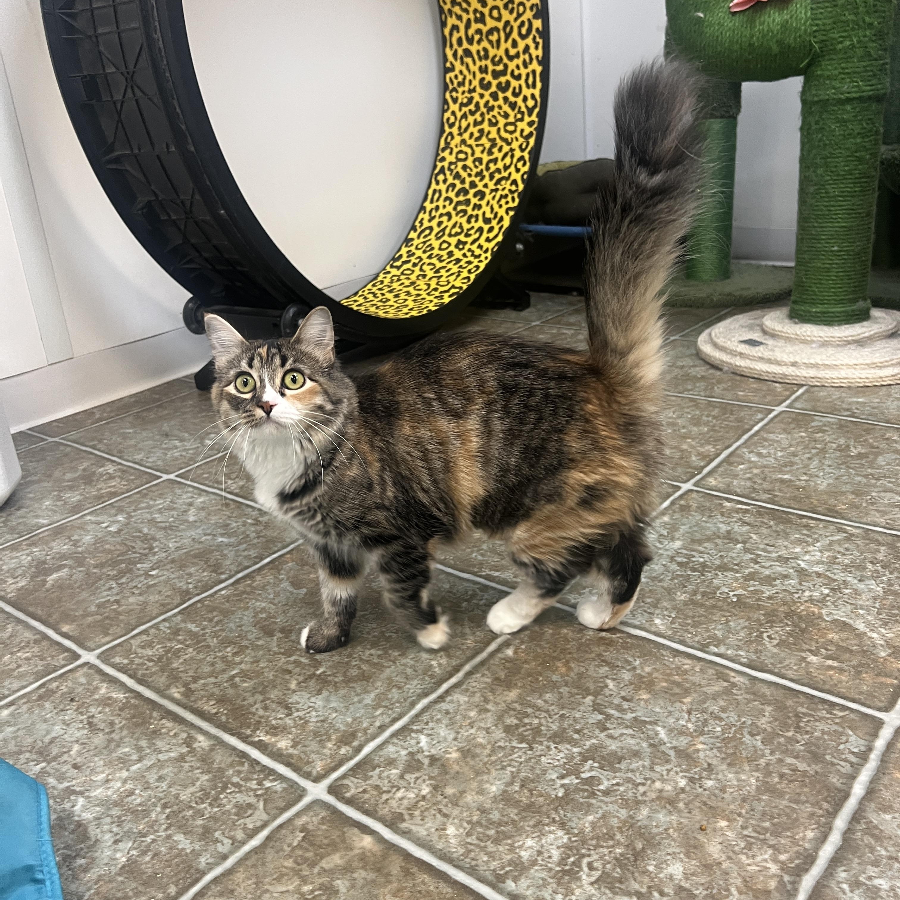 Sesame, Adoptable, Adult Female Domestic Medium Hair.