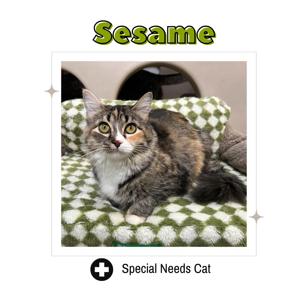 Enlarge Sesame, a Adoptable Domestic Medium Hair in Frankenmuth, MI image 1/6