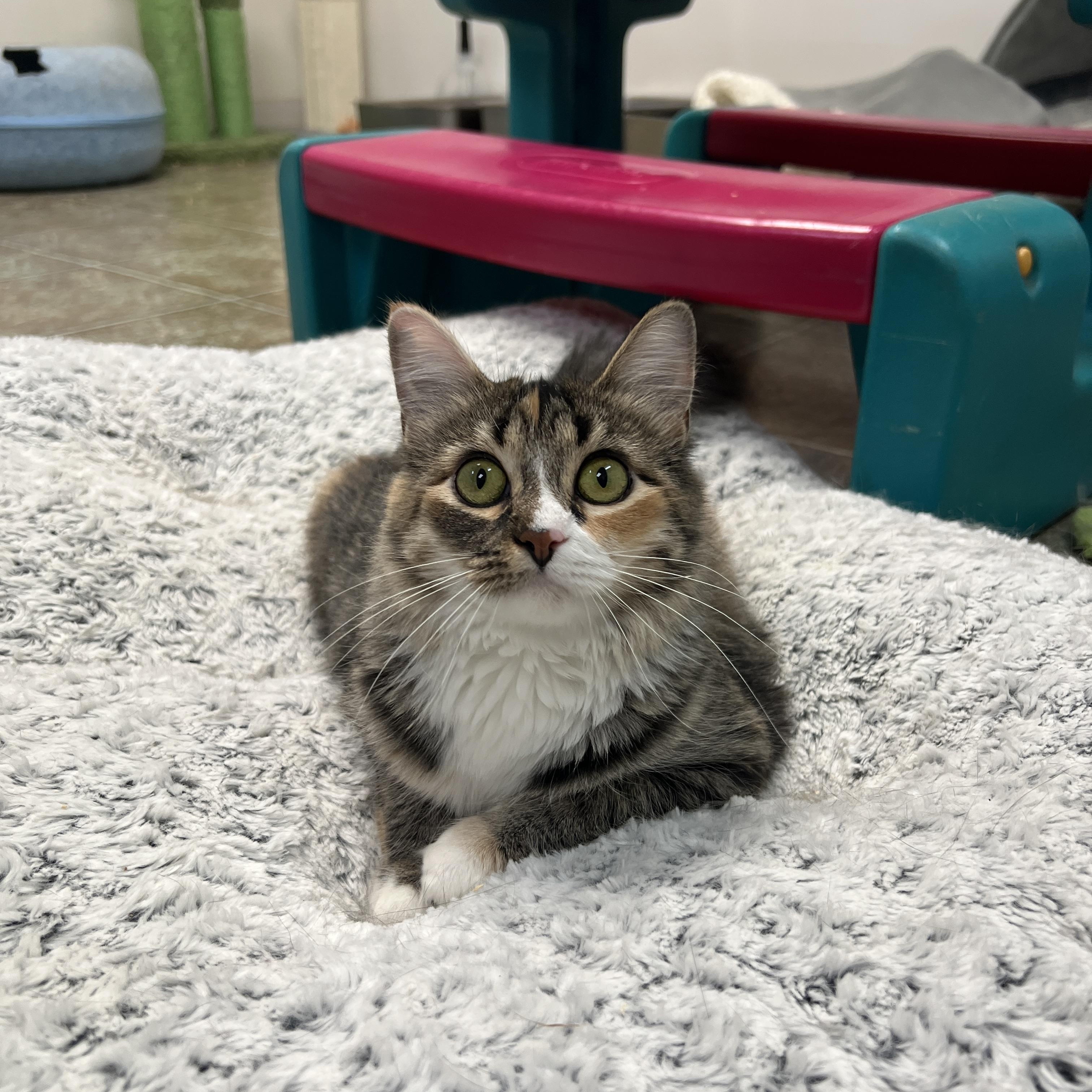 Enlarge Sesame, a Adoptable Domestic Medium Hair in Frankenmuth, MI image 3/5