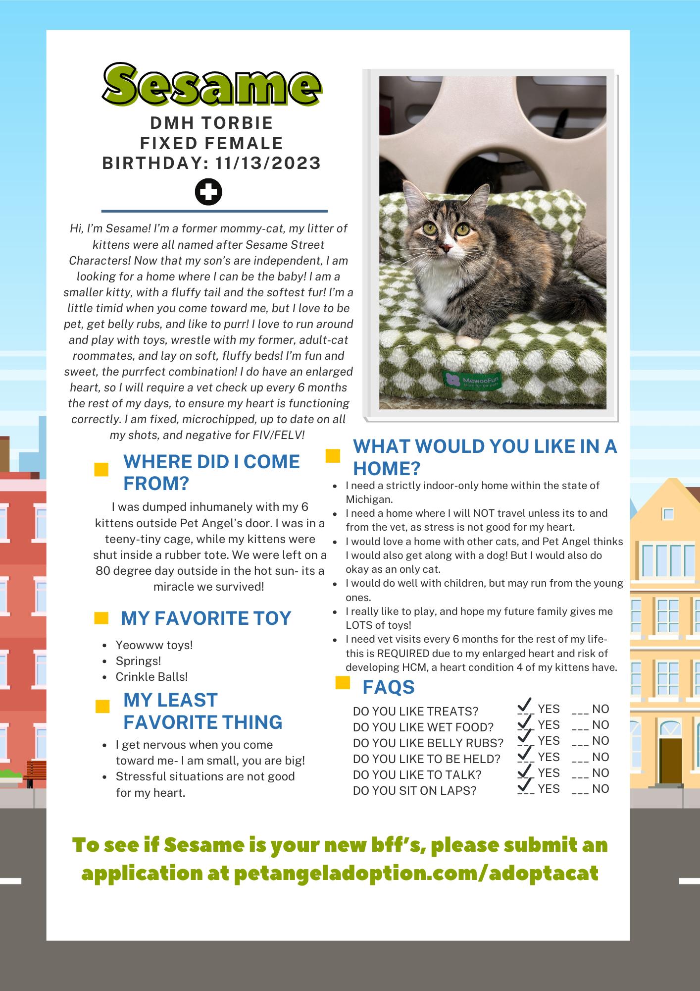 Enlarge Sesame, a Adoptable Domestic Medium Hair in Frankenmuth, MI image 4/5