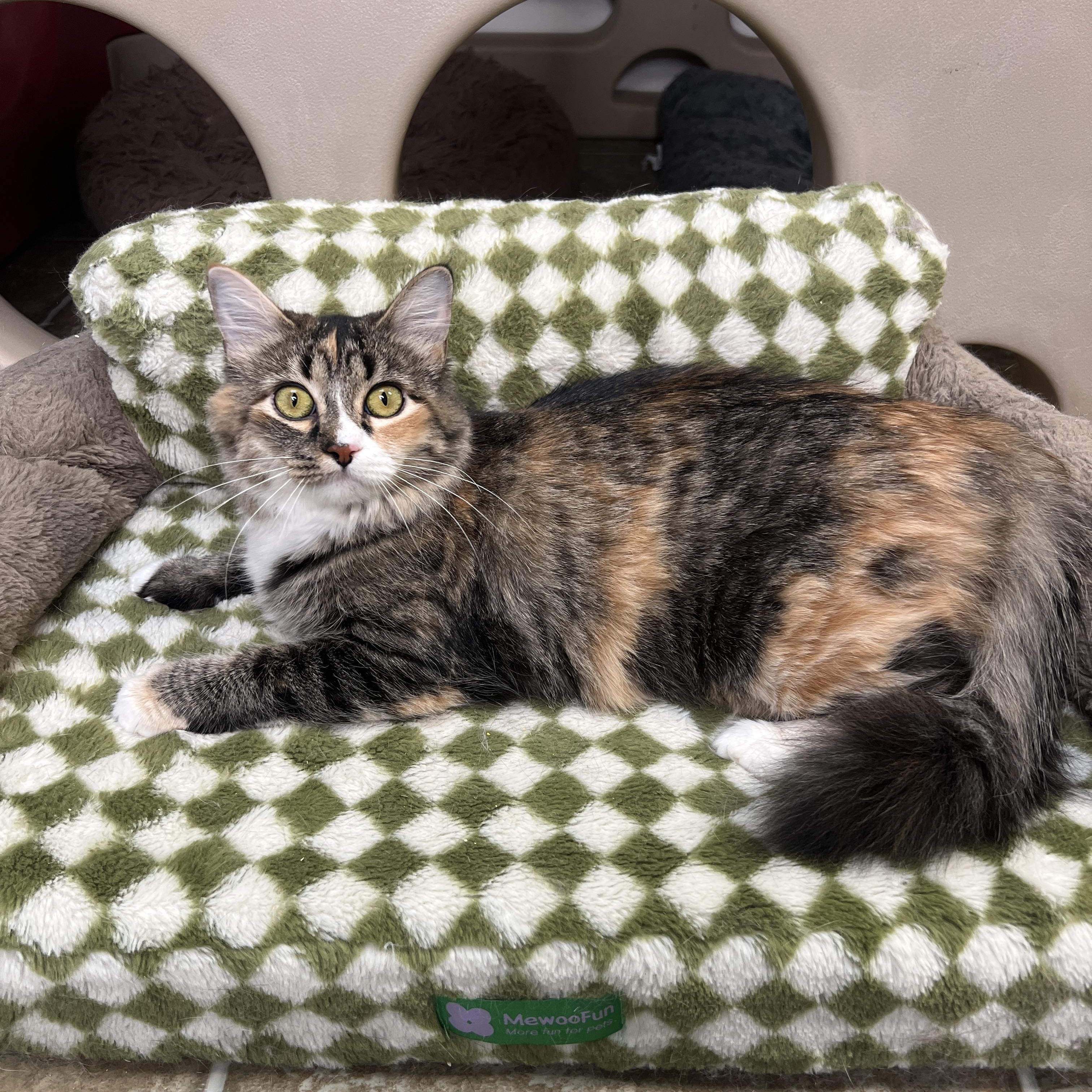 Enlarge Sesame, a Adoptable Domestic Medium Hair in Frankenmuth, MI image 5/5