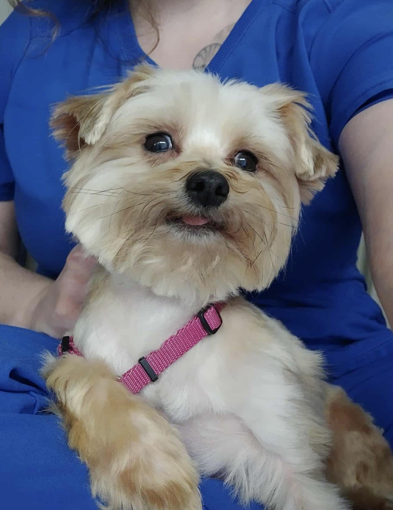 Enlarge Pebbles, a Adoptable Yorkshire Terrier in Greensboro, NC image 2/6