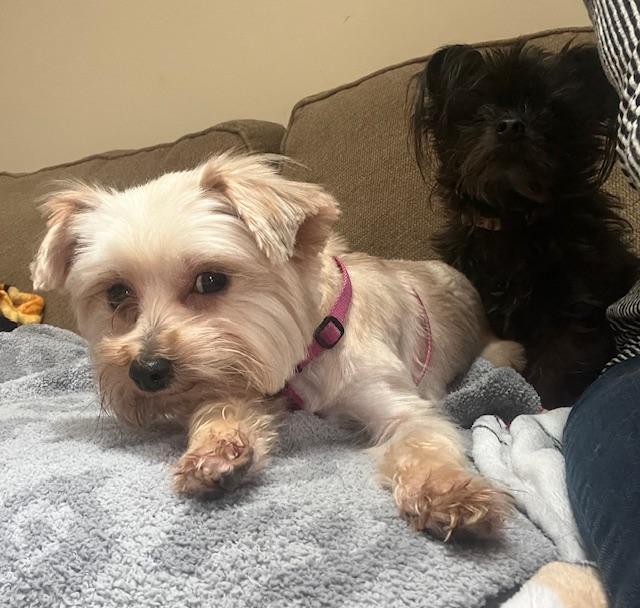 Enlarge Pebbles, a Adoptable Yorkshire Terrier in Greensboro, NC image 1/6