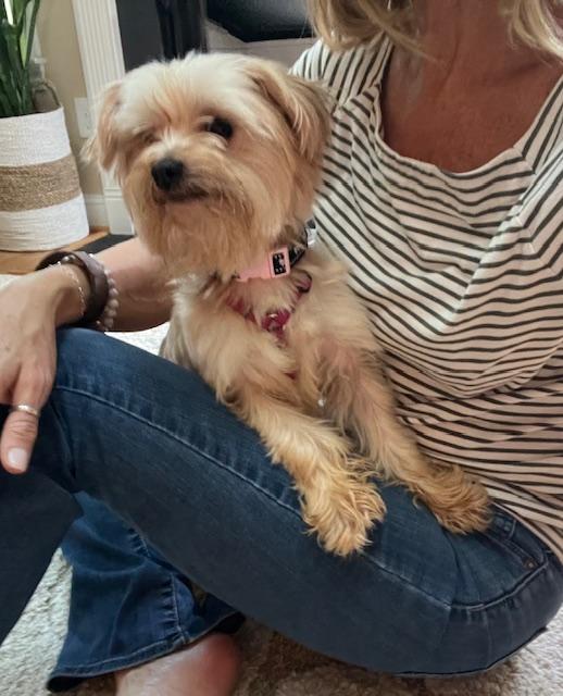 Enlarge Pebbles, a Adoptable Yorkshire Terrier in Greensboro, NC image 4/6