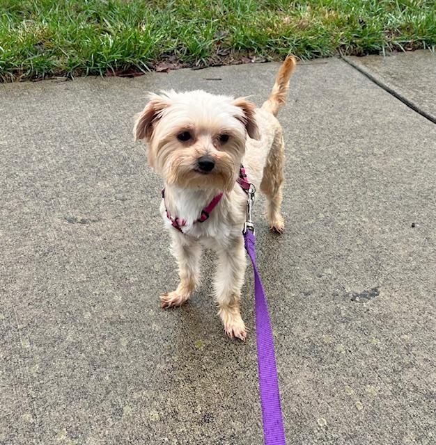 Enlarge Pebbles, a Adoptable Yorkshire Terrier in Greensboro, NC image 5/6