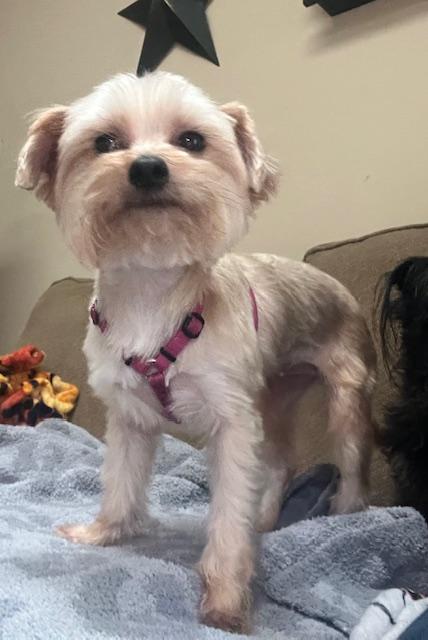 Enlarge Pebbles, a Adoptable Yorkshire Terrier in Greensboro, NC image 6/6