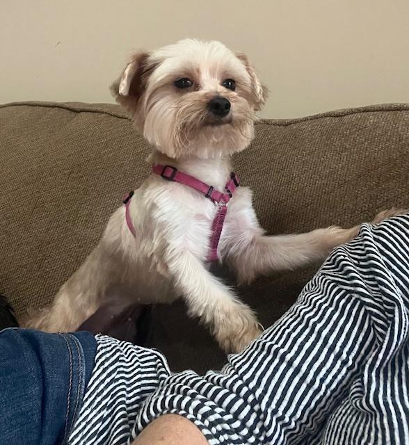 Enlarge Pebbles, a Adoptable Yorkshire Terrier in Greensboro, NC image 3/6