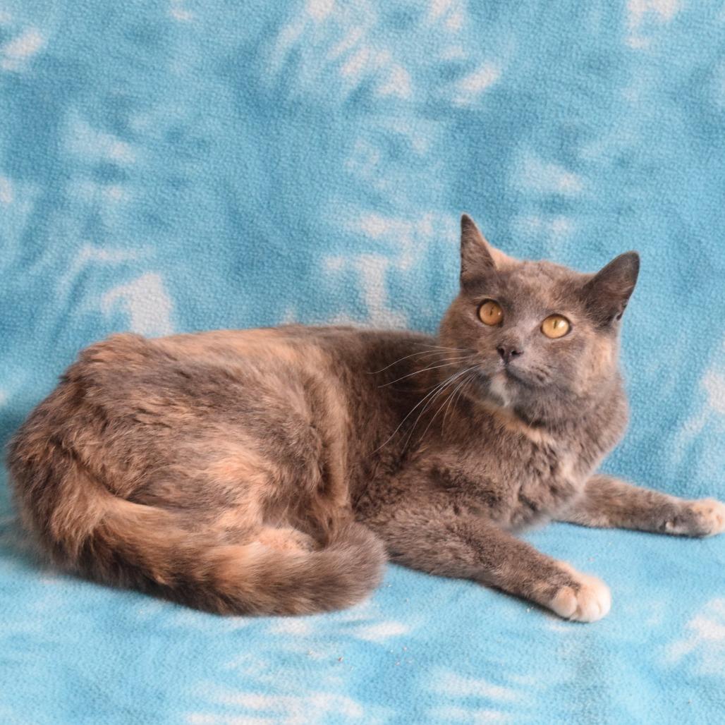 Napa, Adoptable, Young Female Domestic Short Hair.