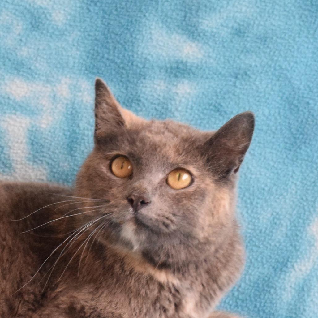 Napa, a Adoptable Domestic Short Hair in Eureka, CA image 2/3