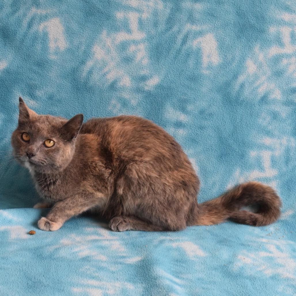Napa, a Adoptable Domestic Short Hair in Eureka, CA image 3/3