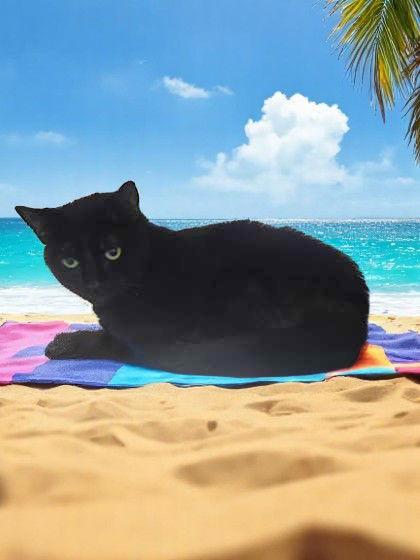 Chase, Adopted, Young Male Domestic Short Hair.