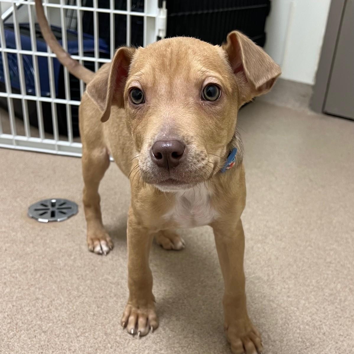 Enlarge Bits - friendly little loverboy!, an adoptable mixed breed in Oshkosh, WI image 5/6