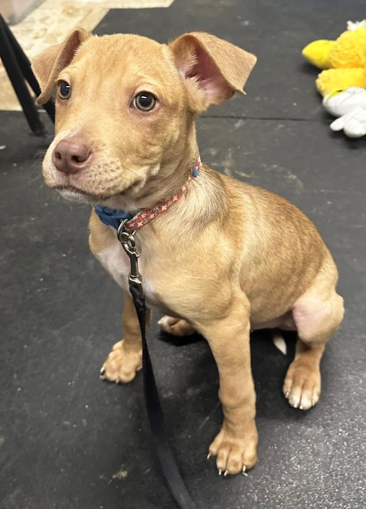 Enlarge Bits - friendly little loverboy!, an adoptable mixed breed in Oshkosh, WI image 2/6