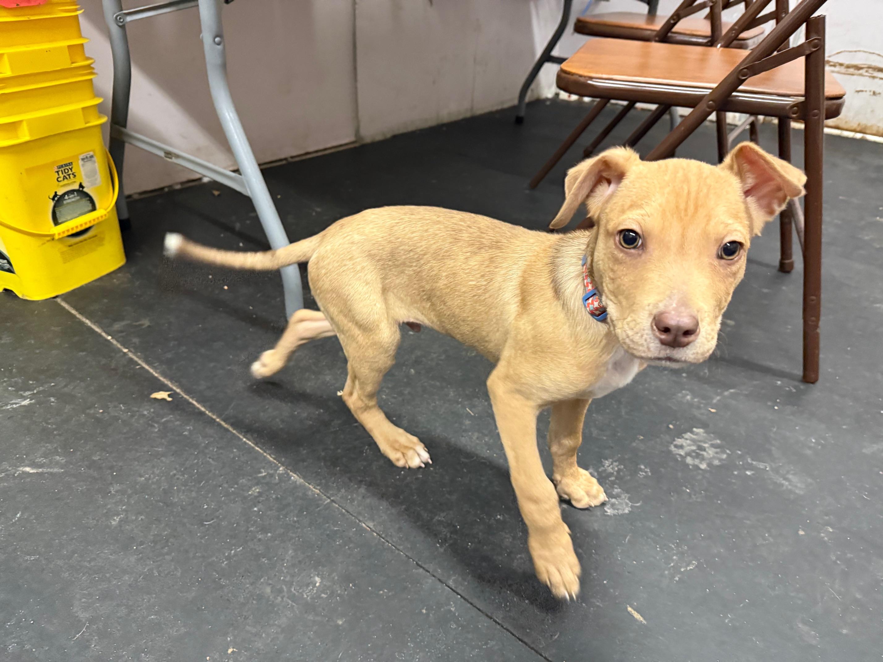 Enlarge Bits - friendly little loverboy!, an adoptable mixed breed in Oshkosh, WI image 6/6