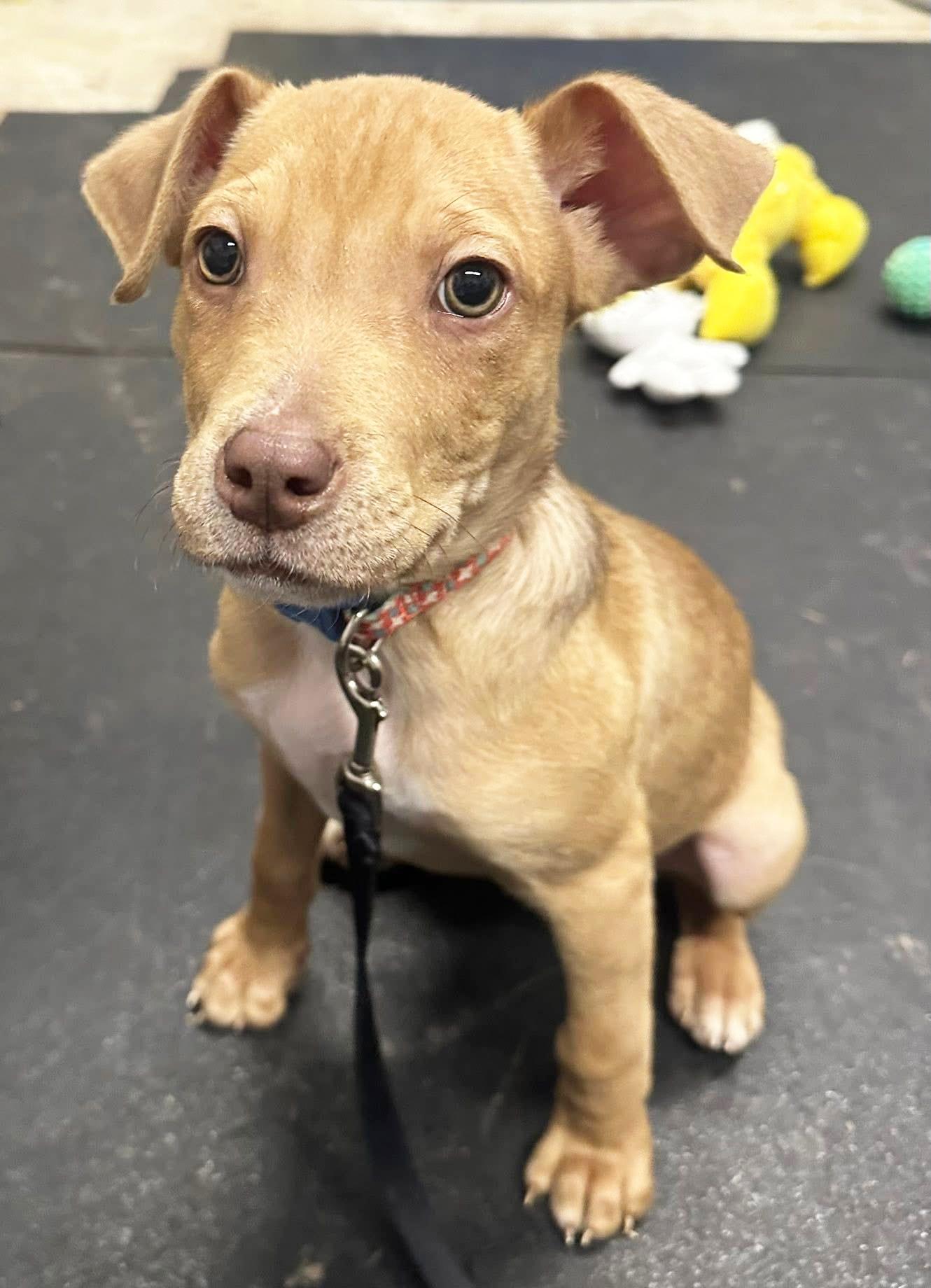 Enlarge Bits - friendly little loverboy!, an adoptable mixed breed in Oshkosh, WI image 4/6