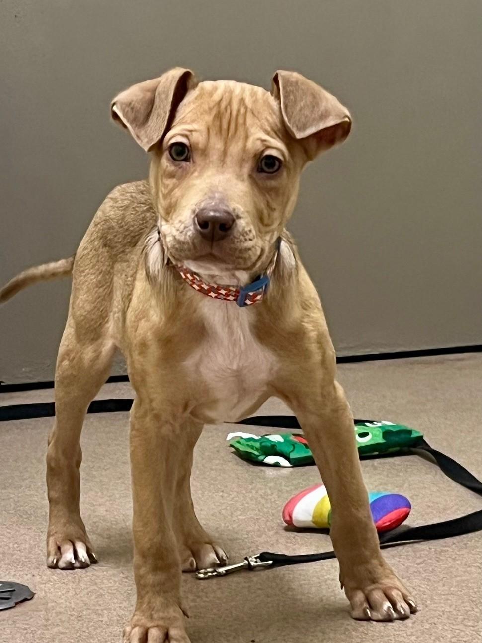 Enlarge Bits - friendly little loverboy!, an adoptable mixed breed in Oshkosh, WI image 3/6