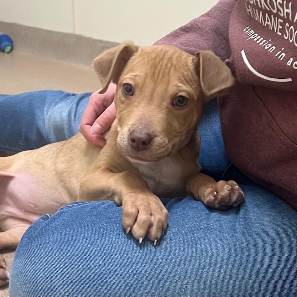 Enlarge Bits - friendly little loverboy!, an adoptable mixed breed in Oshkosh, WI image 1/6