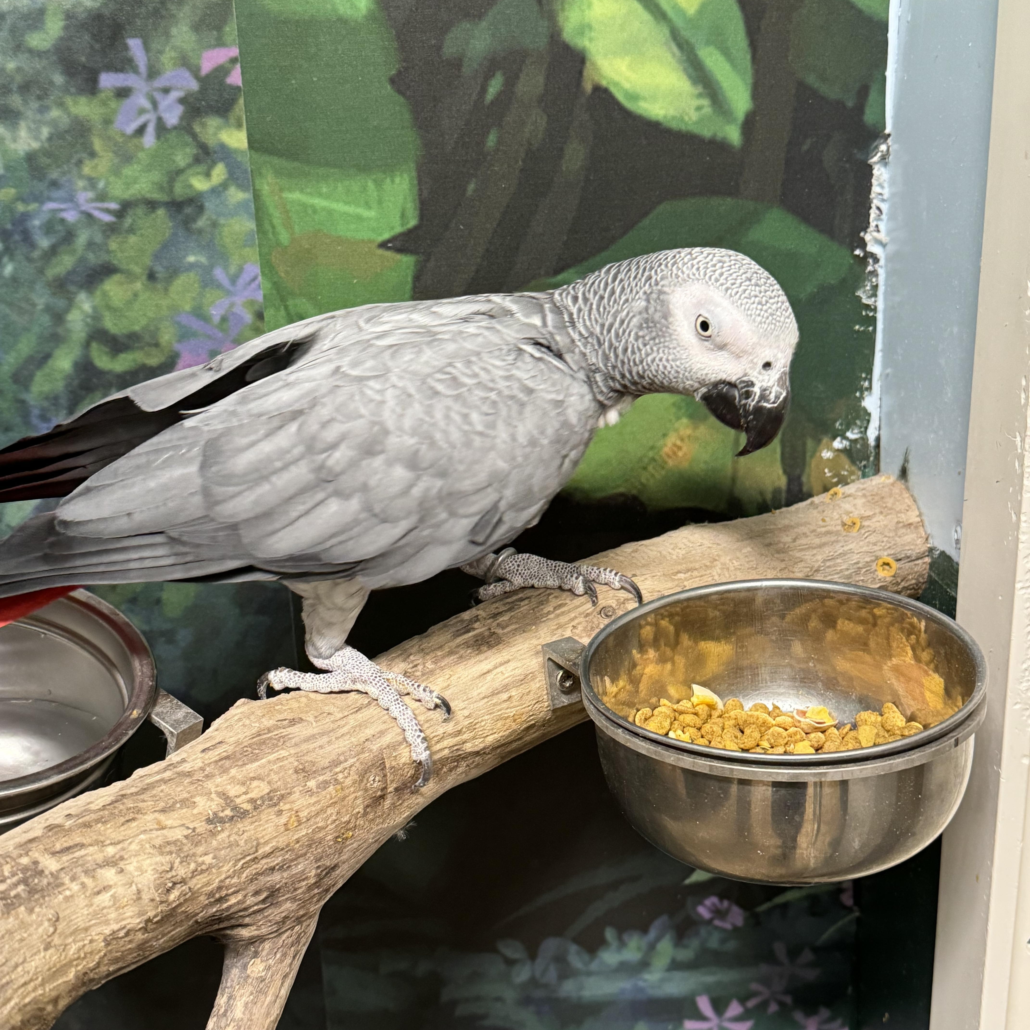 Enlarge Lucy, a Adoptable African Grey in Deep river, CT image 1/1