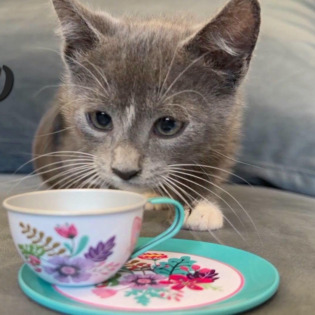 Leia, adopted, Kitten Female Domestic Short Hair.