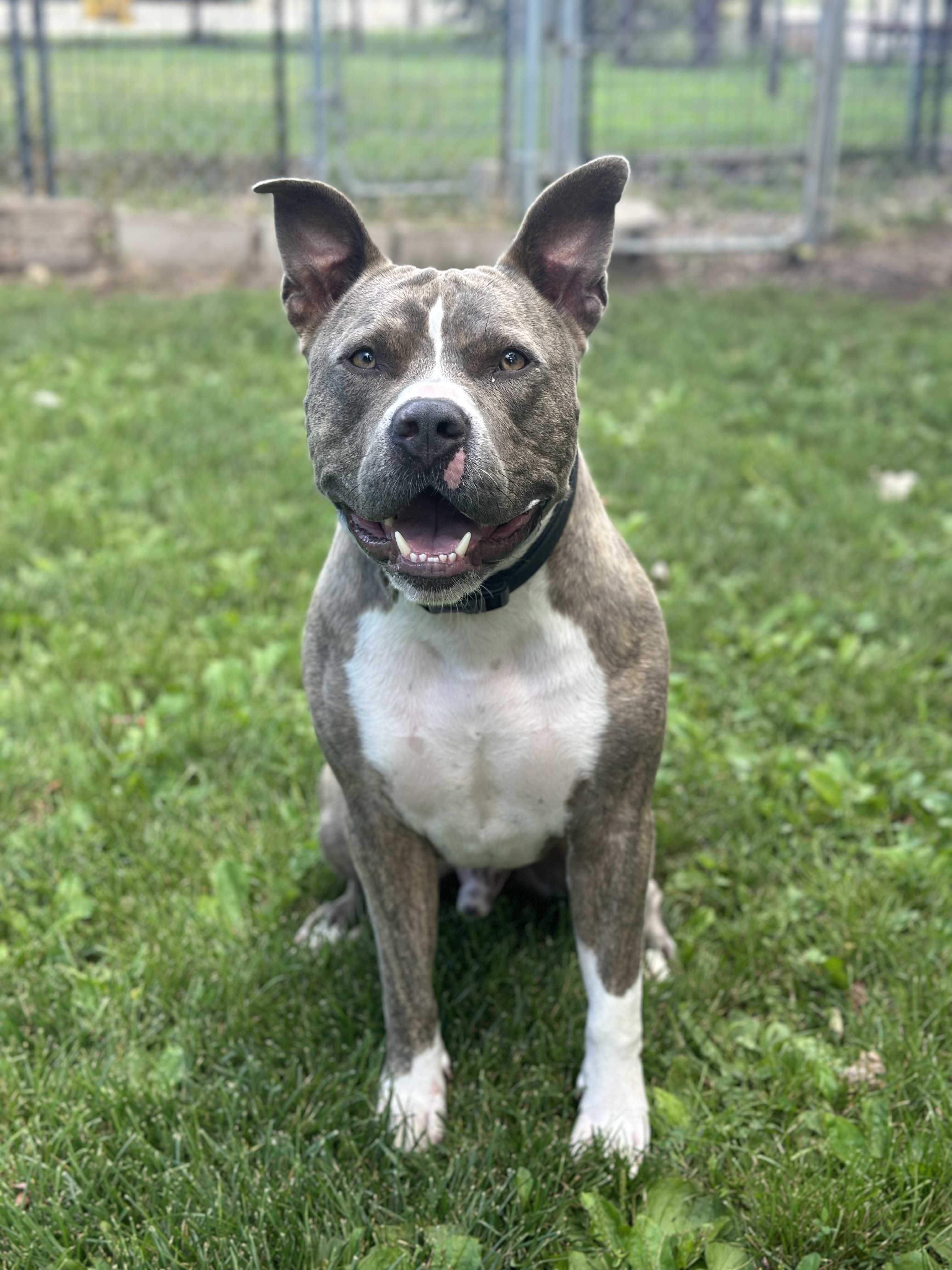 RUSTY, Adopted, Adult Male Terrier.