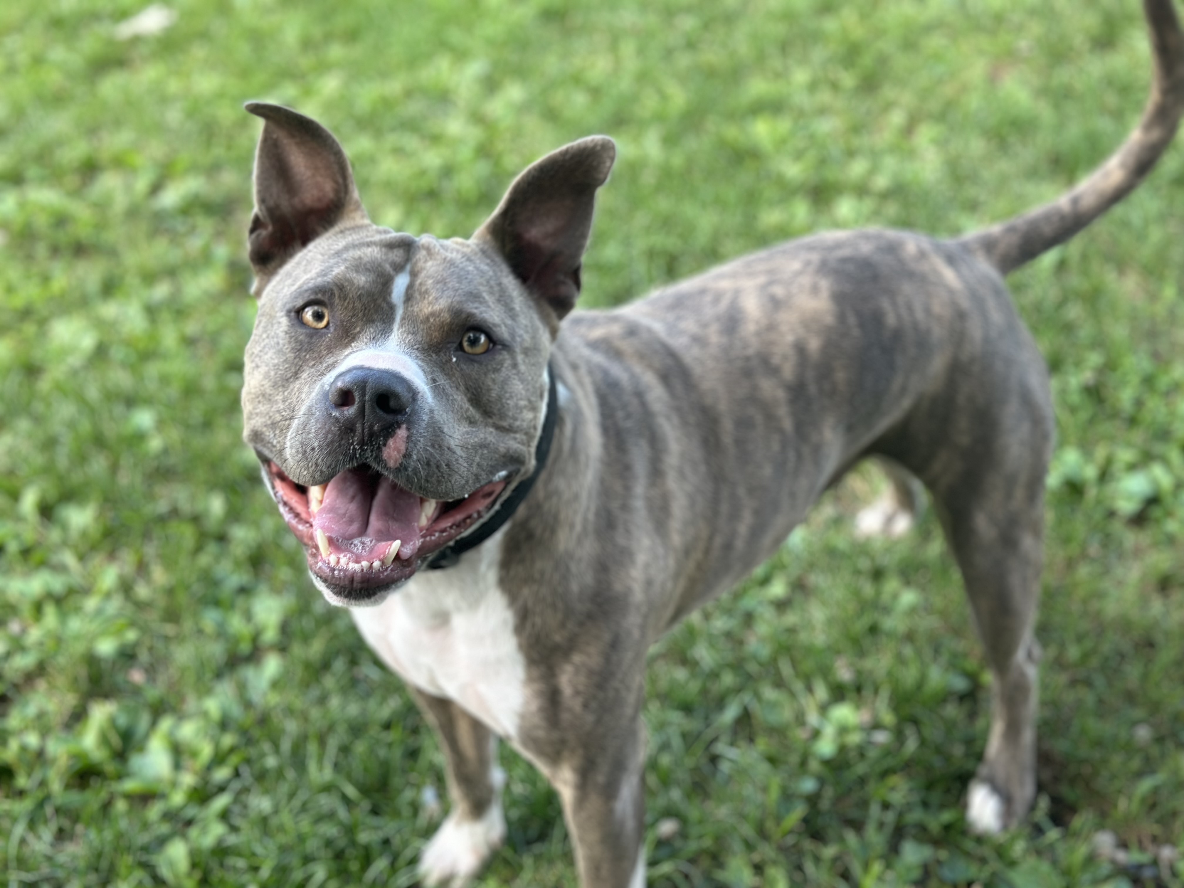 Enlarge RUSTY, a Adopted mixed breed in Galesburg, IL image 3/4