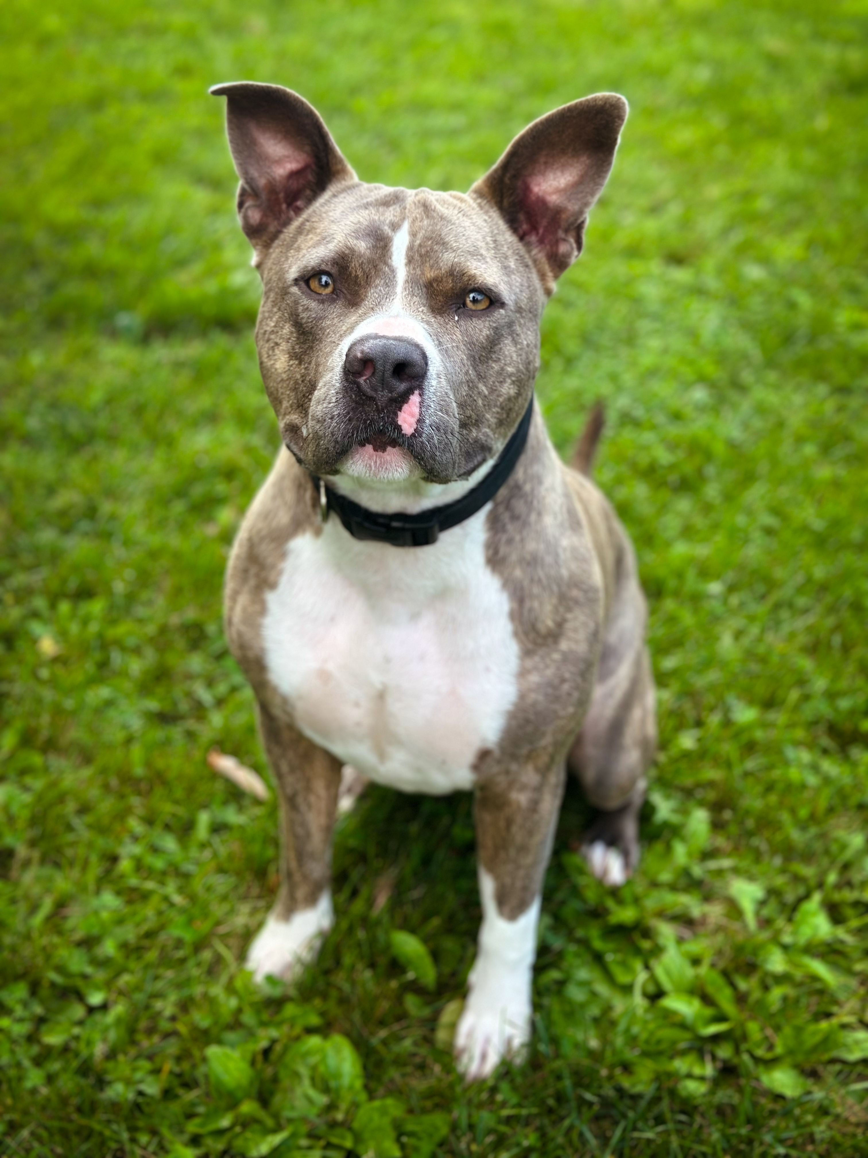 Enlarge RUSTY, a Adopted mixed breed in Galesburg, IL image 4/4